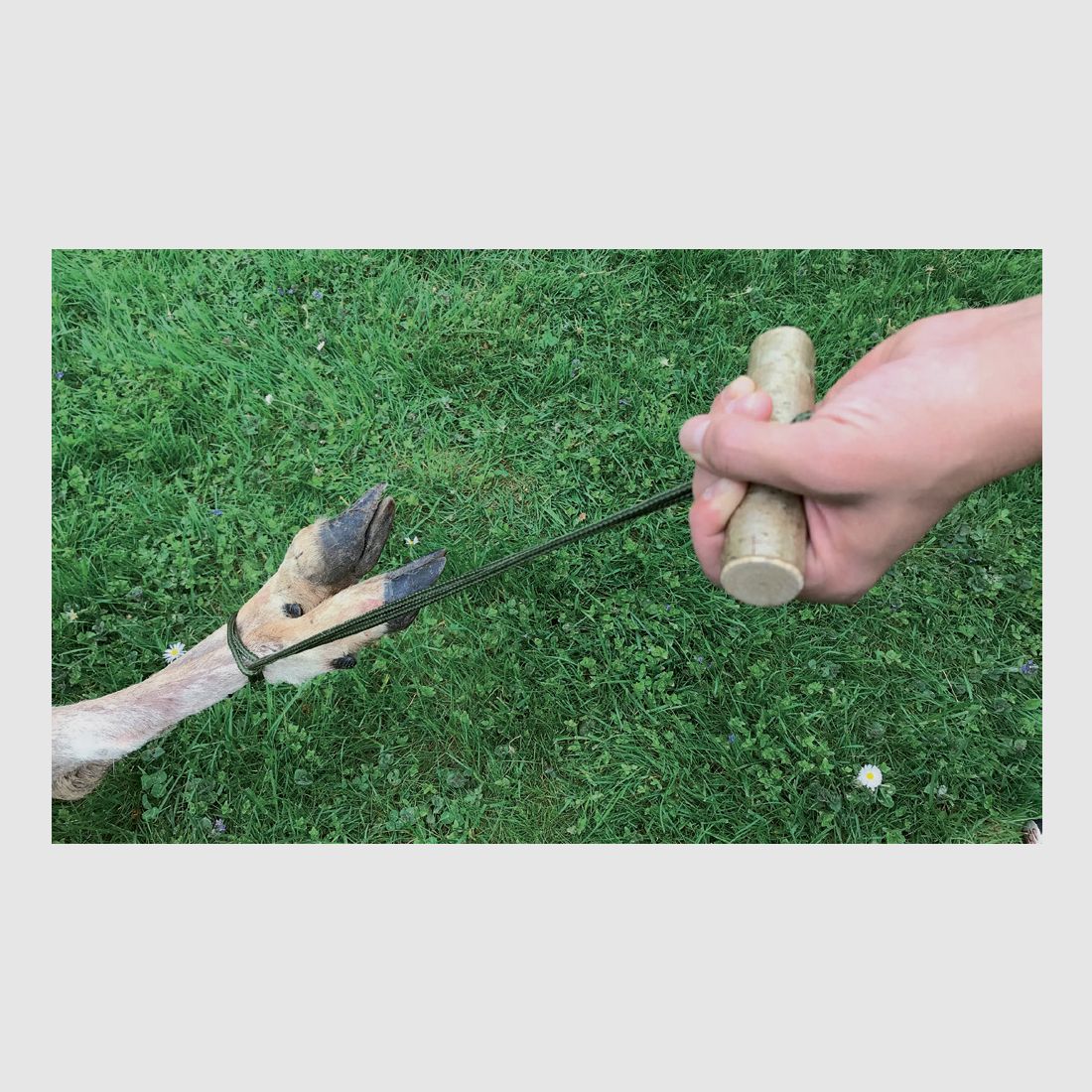 Kieferle's Wildberger