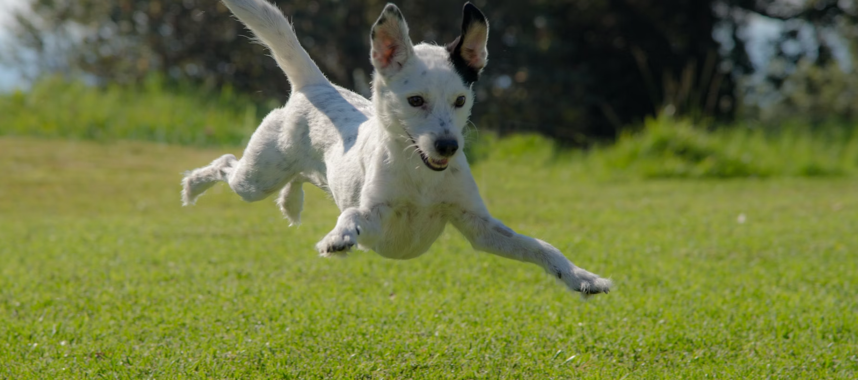 Dog run away - what to do?