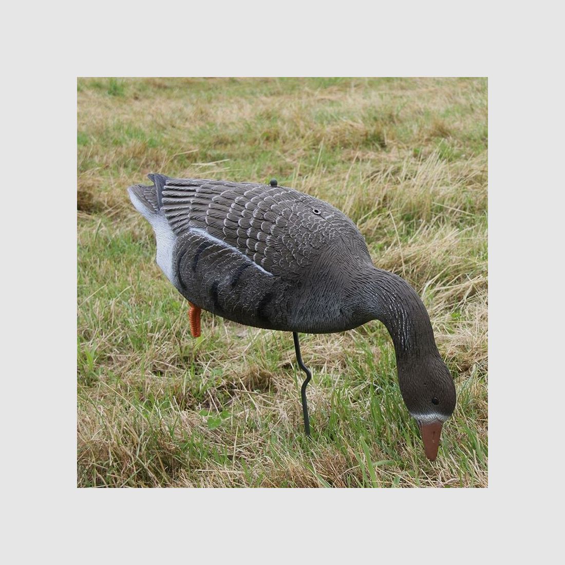 Oie à tête barrée