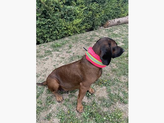 CANTOS Honden Signaalband Stretch Beschermhoes DogTrace Roze