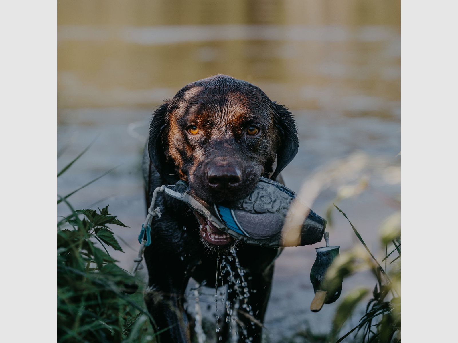 HP&G Apportierdummy Pato de Stock