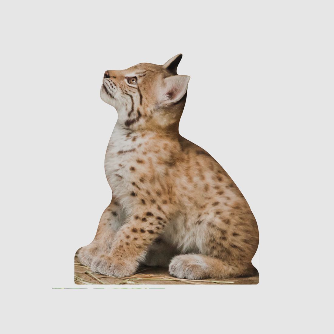 Stojak na zwierzęta Lynx Młode Zwierzę