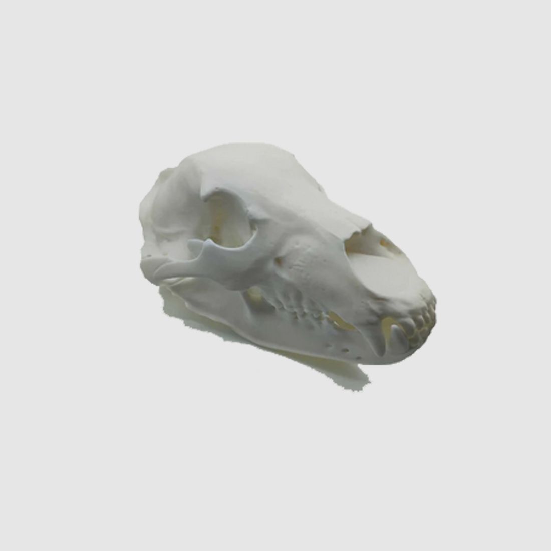 Réplique de crâne d'ours (à taille réelle)