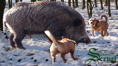 Wild Boar Hunting in Croatia, Kalnik 2016 part 4, Kroatische Keiler 4 - Kalnik 2016. Drückjagd