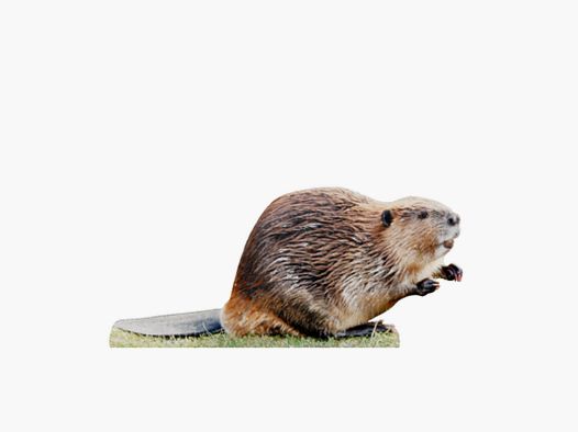 Tieraufsteller Biber