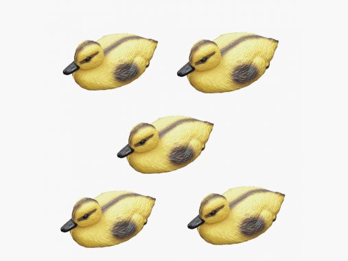 the Lake Passion Lock chicks (set of 5) |