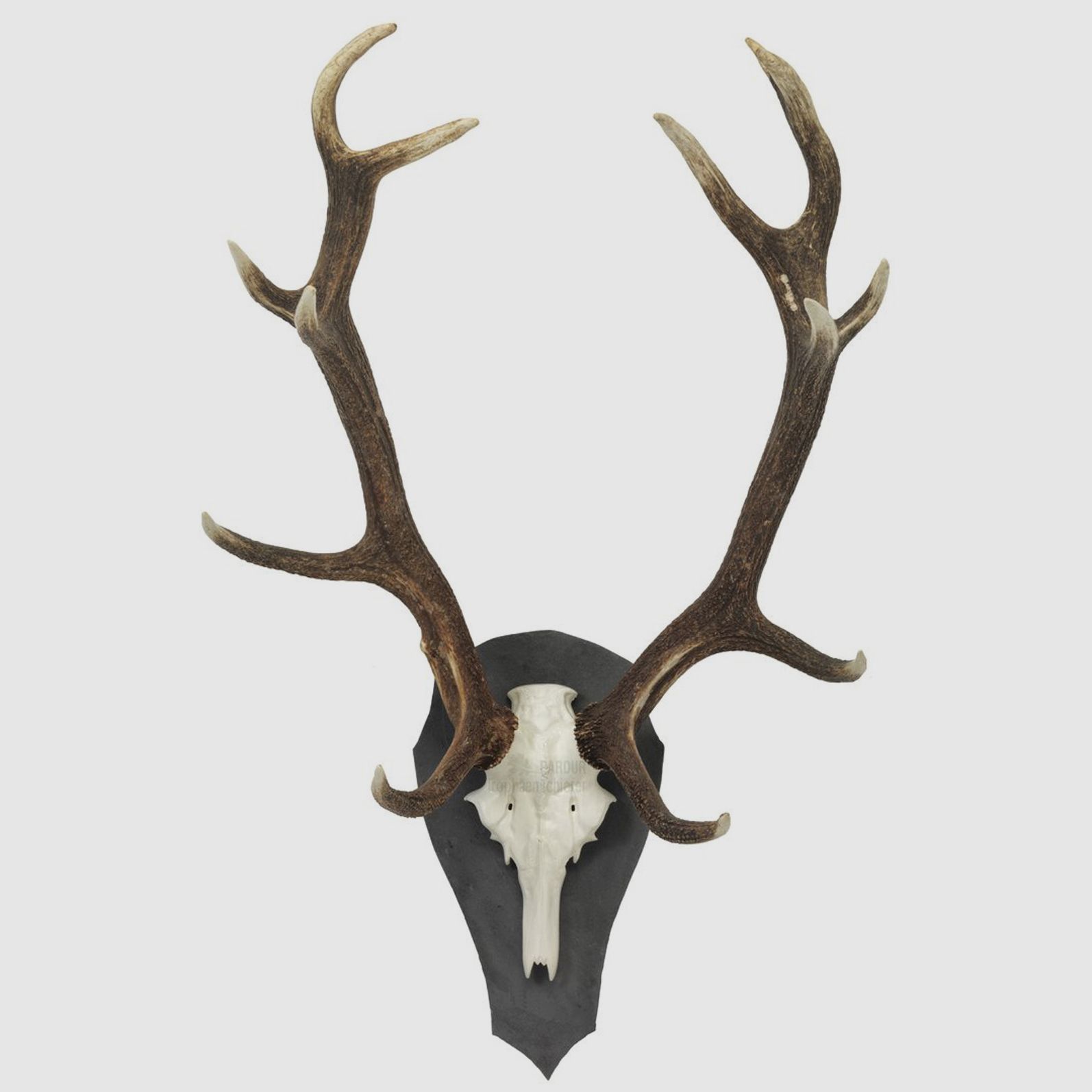 Pardur Trophäenschiefer Hirsch LT