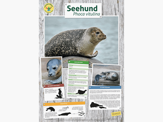 Lieu d'apprentissage nature - Affiche de phoque