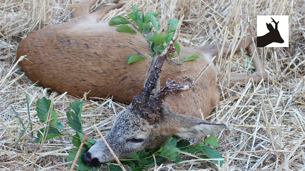 Hunting big malform roebuck - Polowanie na myłkusa - Abnormer Rehbock