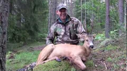 Roebuck Hunting in Sweden / Bockjagd in Schweden (JR Hunting)