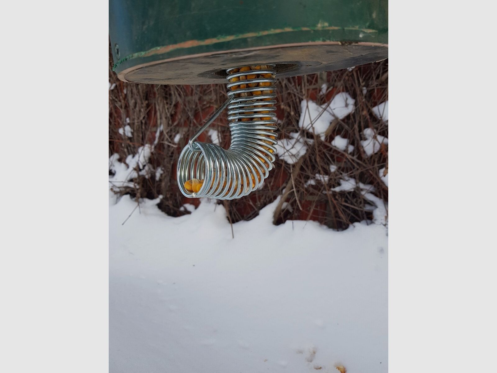 Spirale d’alimentation – maïs, image 2 sur 2