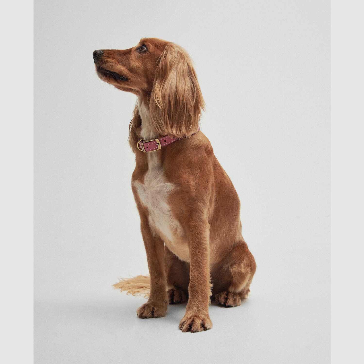 Barbour Hundehalsband aus Leder