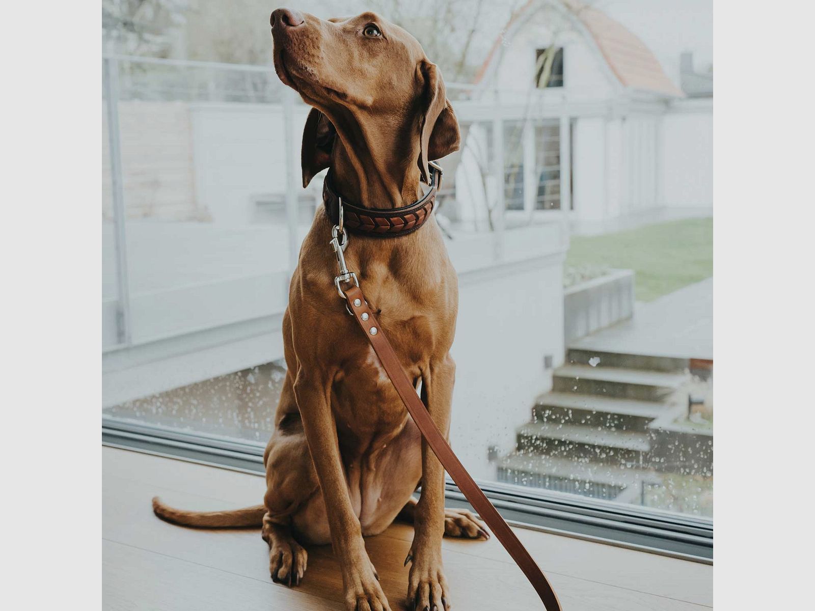 Hunter guinzaglio per cani regolabile in pelle