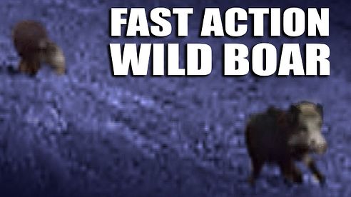 Fast Action Wild Boar