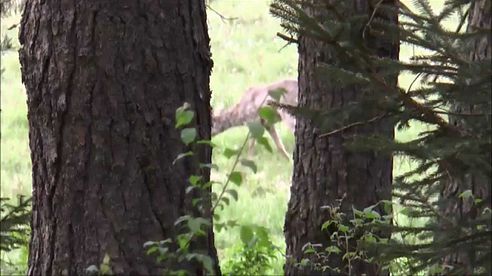 Lebensbock in Masuren erlegt