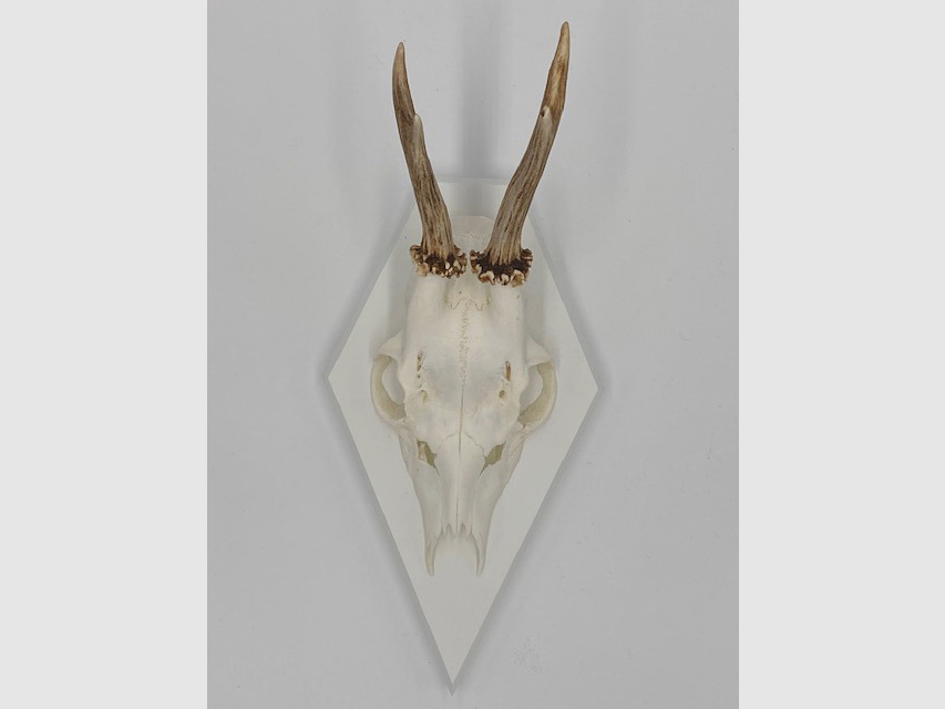 Gehörnbrett - Trophäenbrett Reh Waldtraut - Farbe schwarz, grau oder weiß