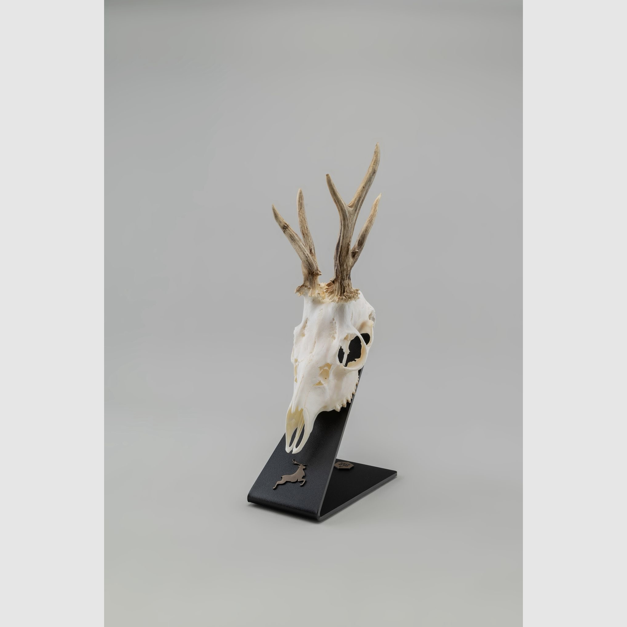 Jagdtrophäenständer zu verkaufen – Rehwild, Rehbock, Bock