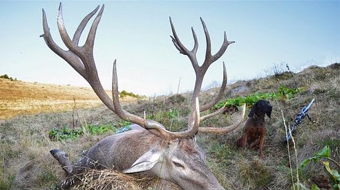 Red stag hunting in the Carpathian Mountains; Hirschjagd in den Karpaten; Kronhjortejagt