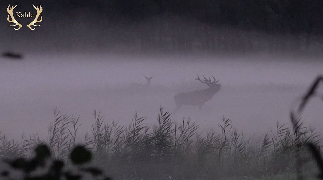 Gigantische Brunft im Nebel -  Masuren