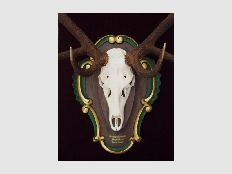 Targa Trofeo Esclusiva Kiener Capriolo, immagine 2 di 2