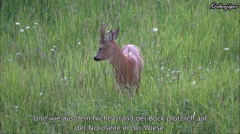 Bockjagd Roebuck Hunting 2017 Erlegung eines Altersklasse Bockes am 28.05.