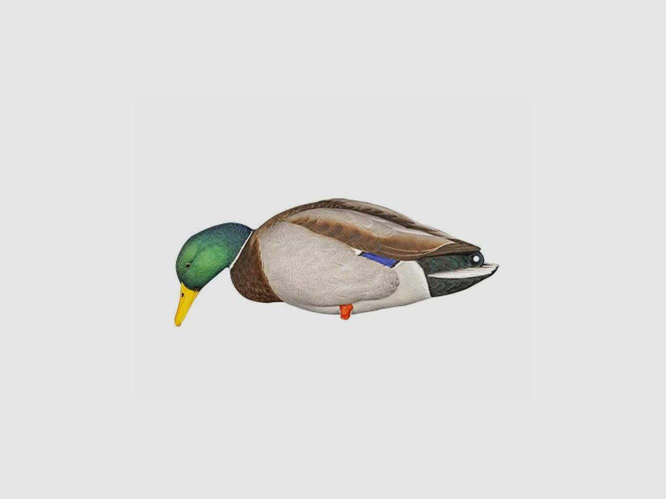 Formen von Stockenten auf Beinen AvianX, Bild 4 von 7
