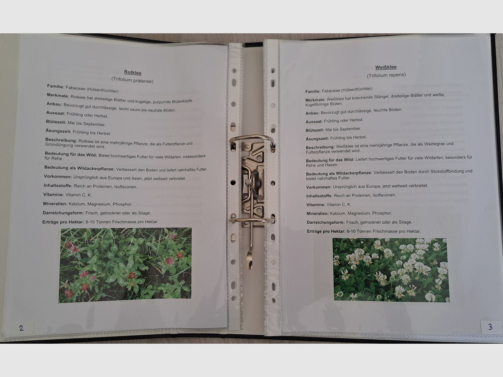 Saatgut Sammlung + Beschreibungsordner + Word-Datei + Eichen Regal  für Lehrzwecke