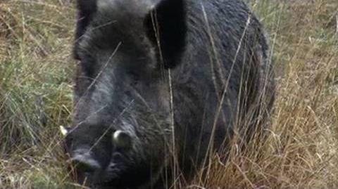 Hunting British wild boar