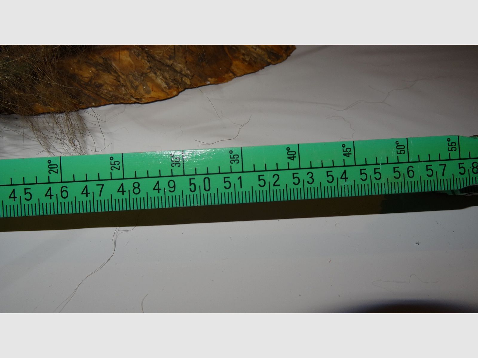 Cabeza de oso, trofeo, preparación como herencia, años 80, decoración