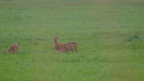 Bockjagd 2017  Bock anblatten  Blattzeit  Deer hunting.