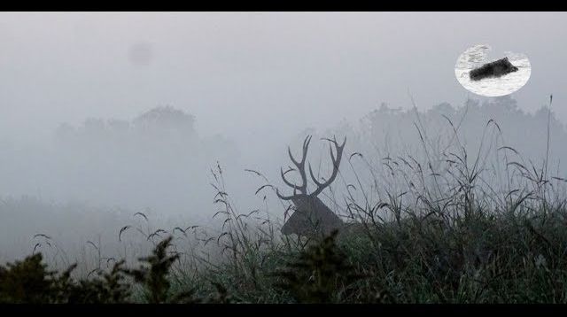 Hunting red stag in september - searching for an old stag