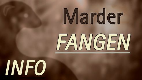 Wie fange ich einen Marder? | MARDERFREI GMBH