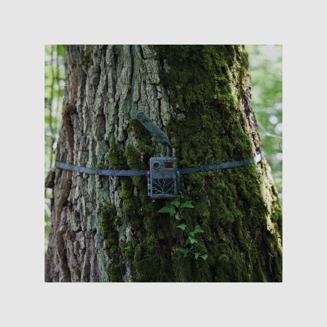 Zeiss Baumgurt Secacam 2er Pack