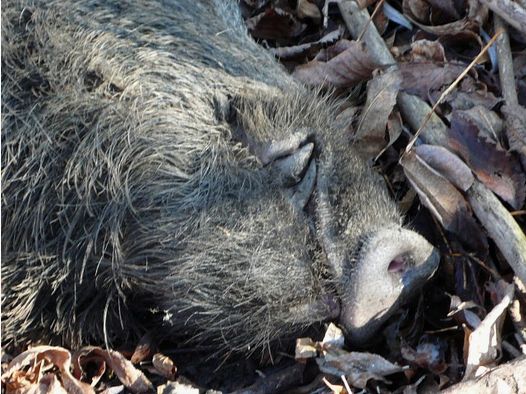 Cercasi, caccia al cinghiale in Alsazia