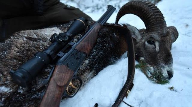 Mufflonjagd - Jagd auf Widder in Thüringen