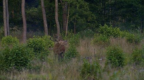 Zur Hirschjagd nach Masuren