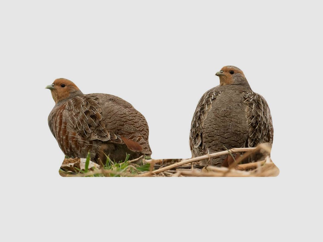 Game stand partridge hen
