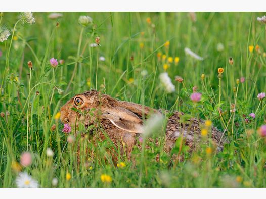 Kiepenkerl Wildwiese mit Klee und Kräutern