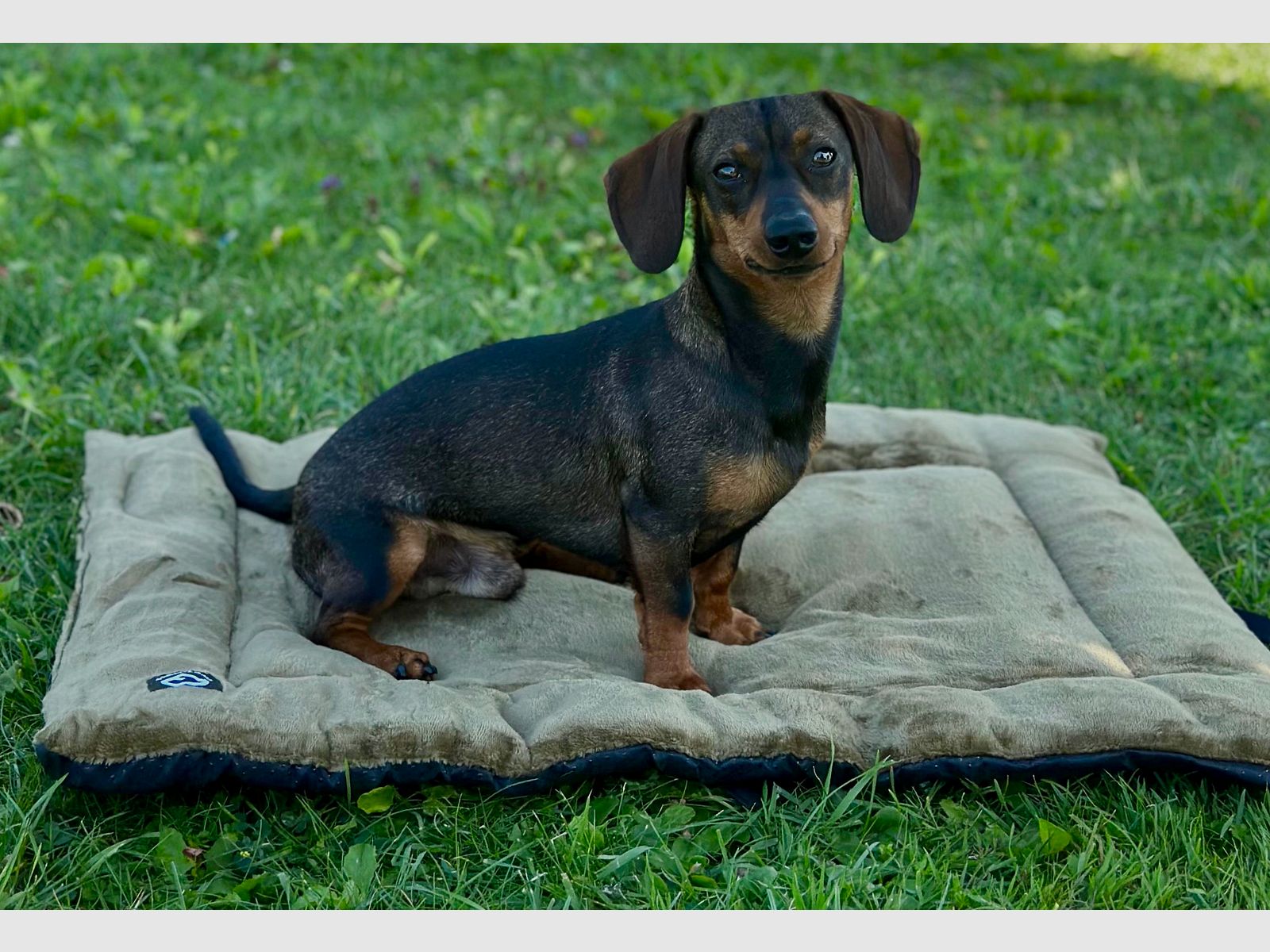 Coperta per cani in velluto