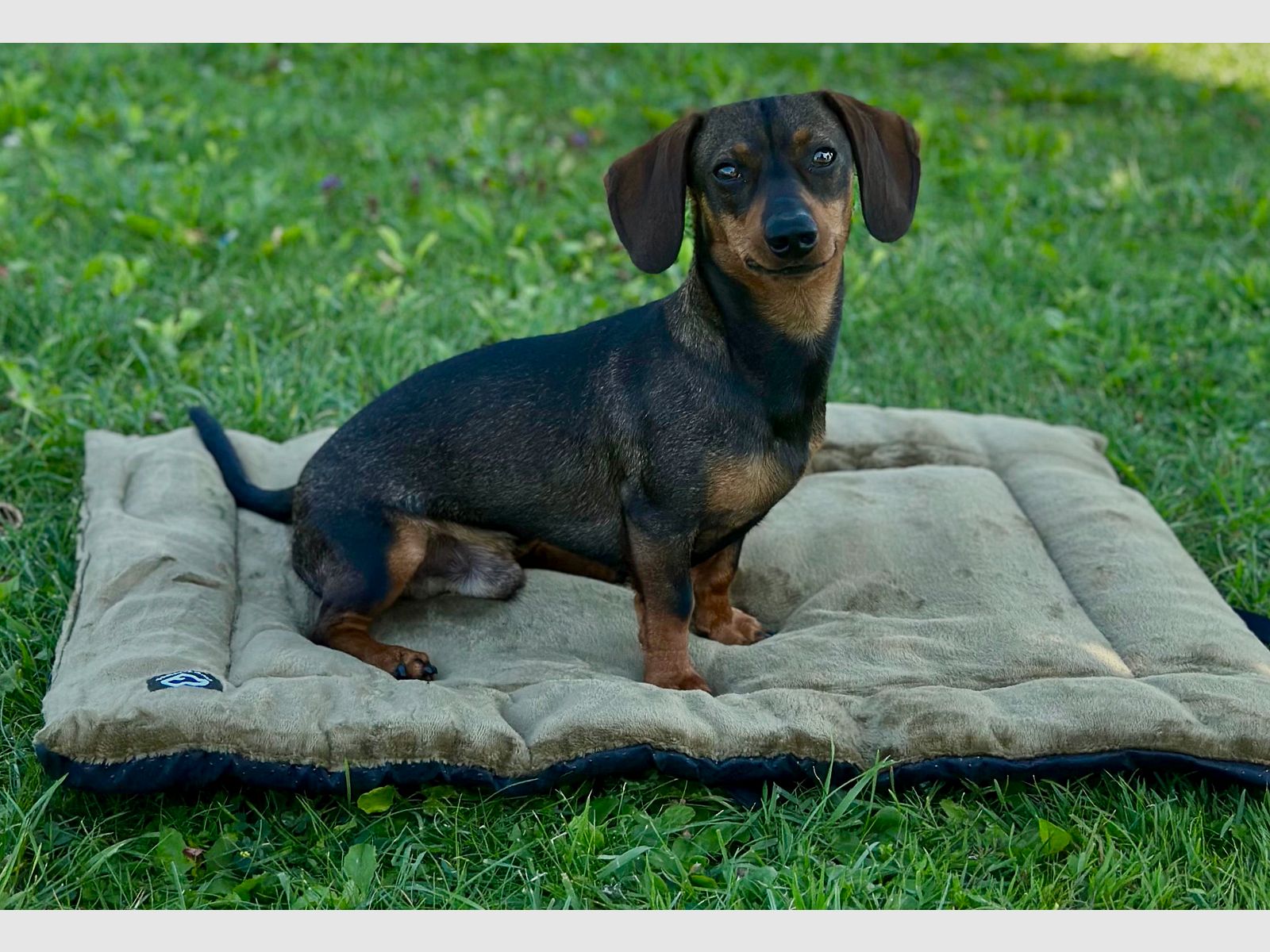 Velours-Hundedecke