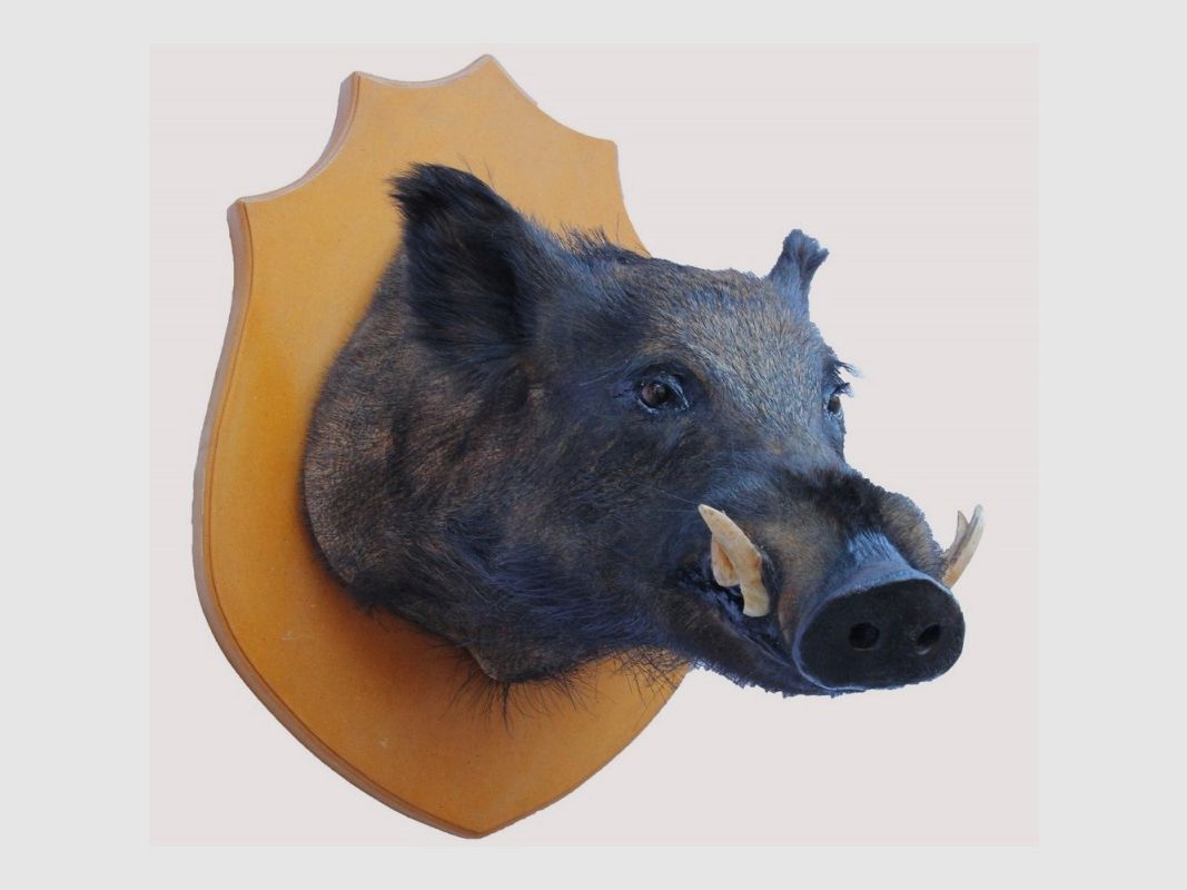 Grande trofeo di cinghiale tassidermizzato, immagine 1 di 3