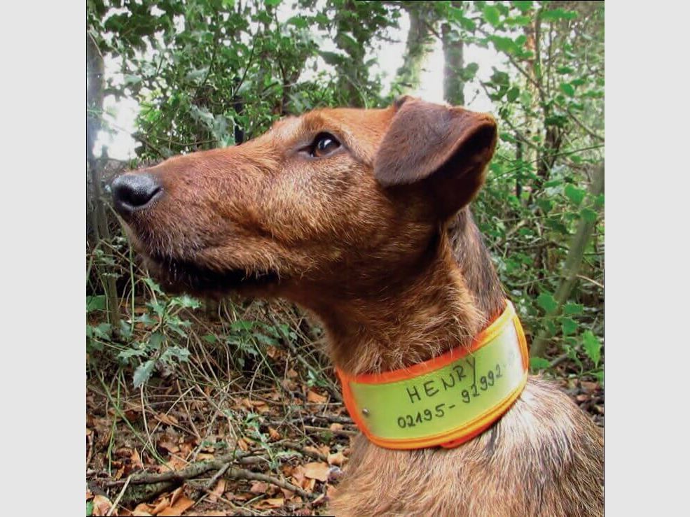 Niggeloh warning collar