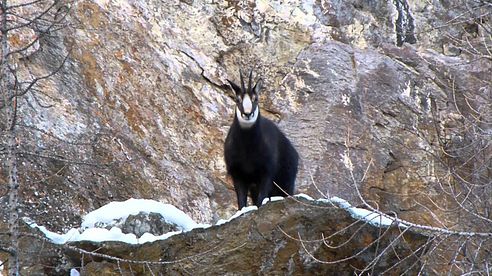 Jagen am Montblanc