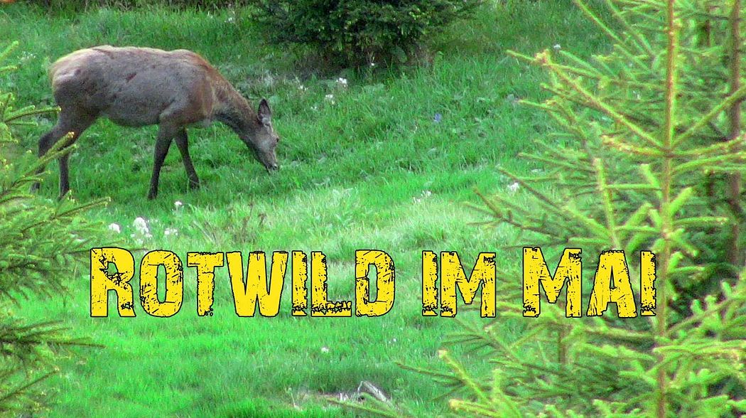 Rotwild im Mai