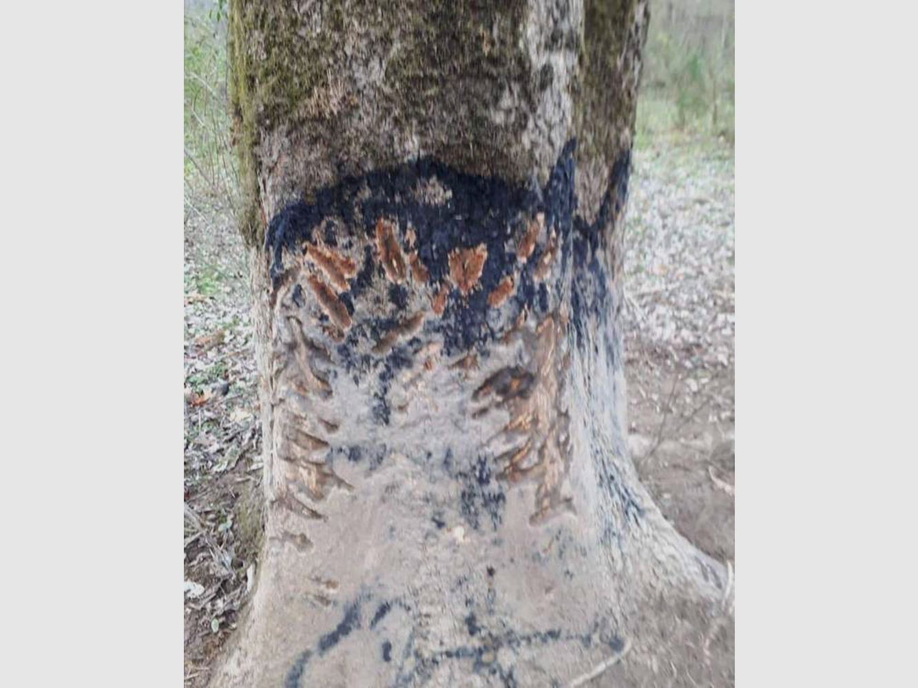 Black Fire Original - Boar Attractant, image 5 of 6