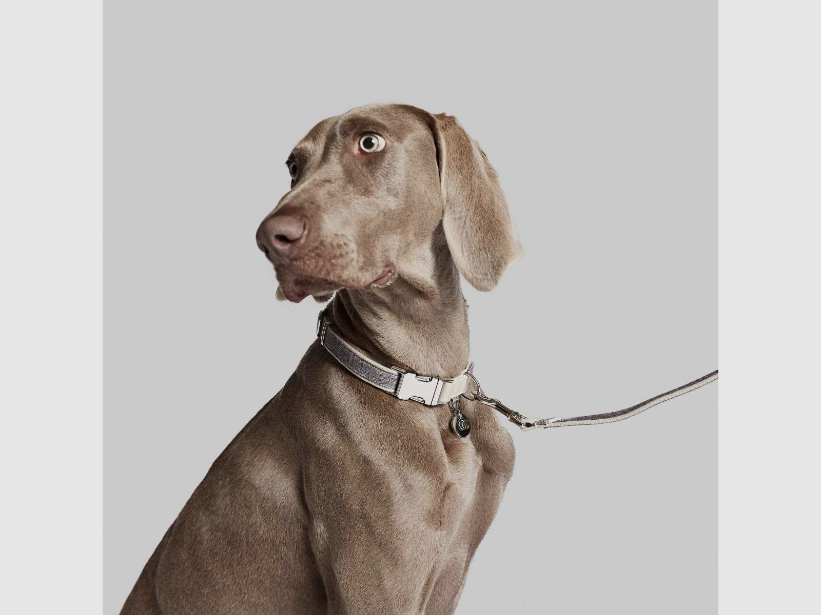 Halsband Coco, Bild 4 von 5