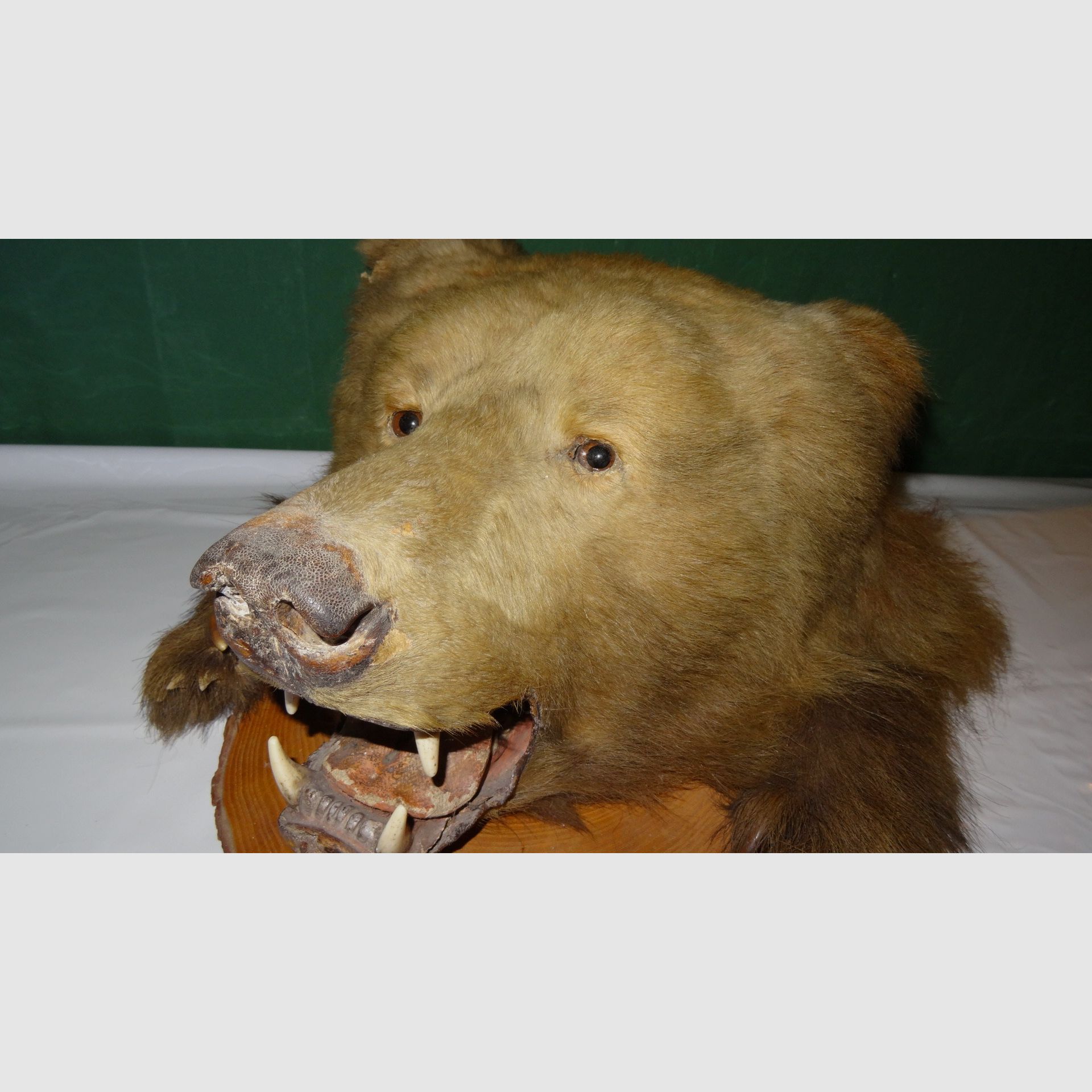 Cabeza de oso, trofeo, preparación como herencia, años 80, decoración