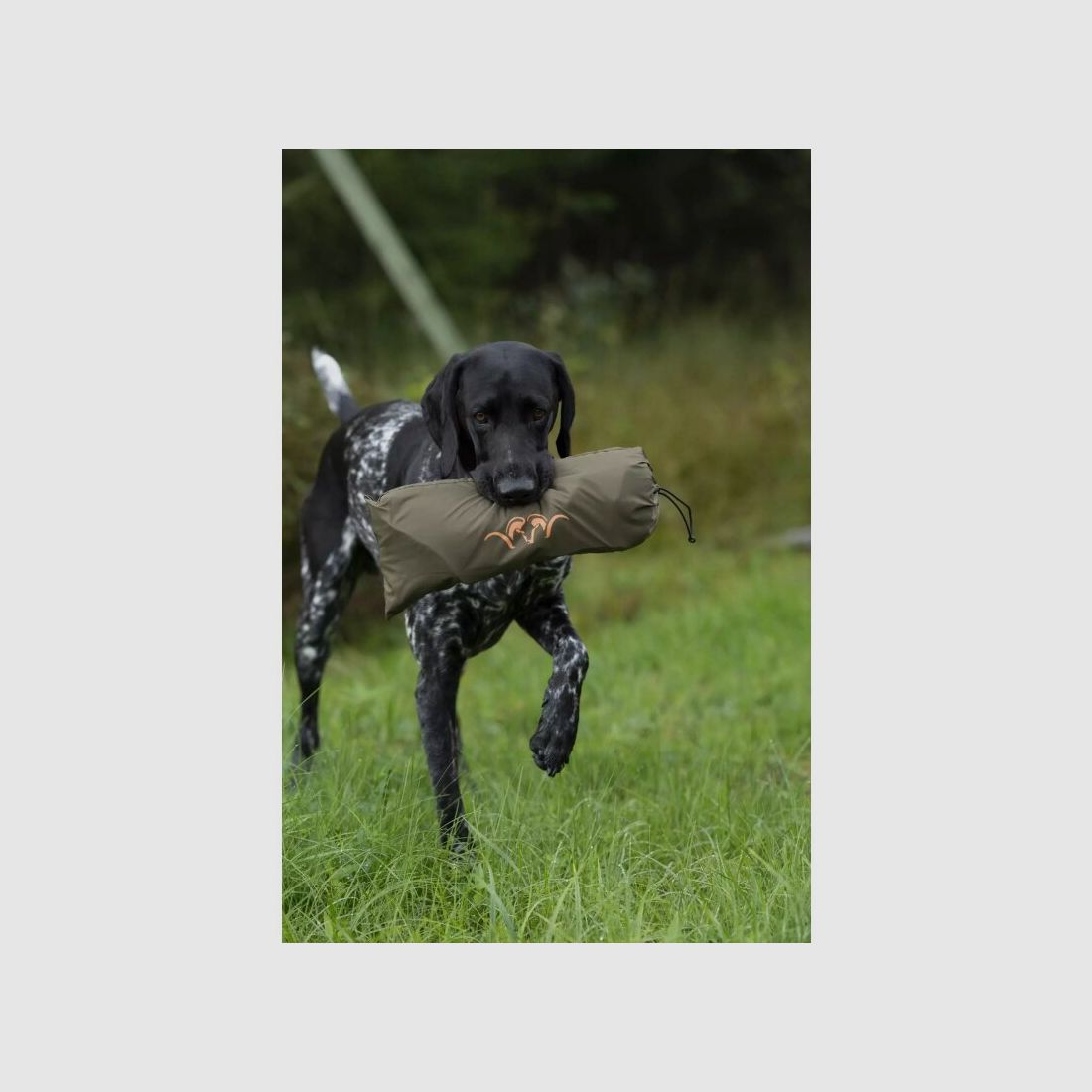 Blaser Hundedecke