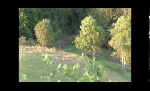 SCHWARZWILD FILM !