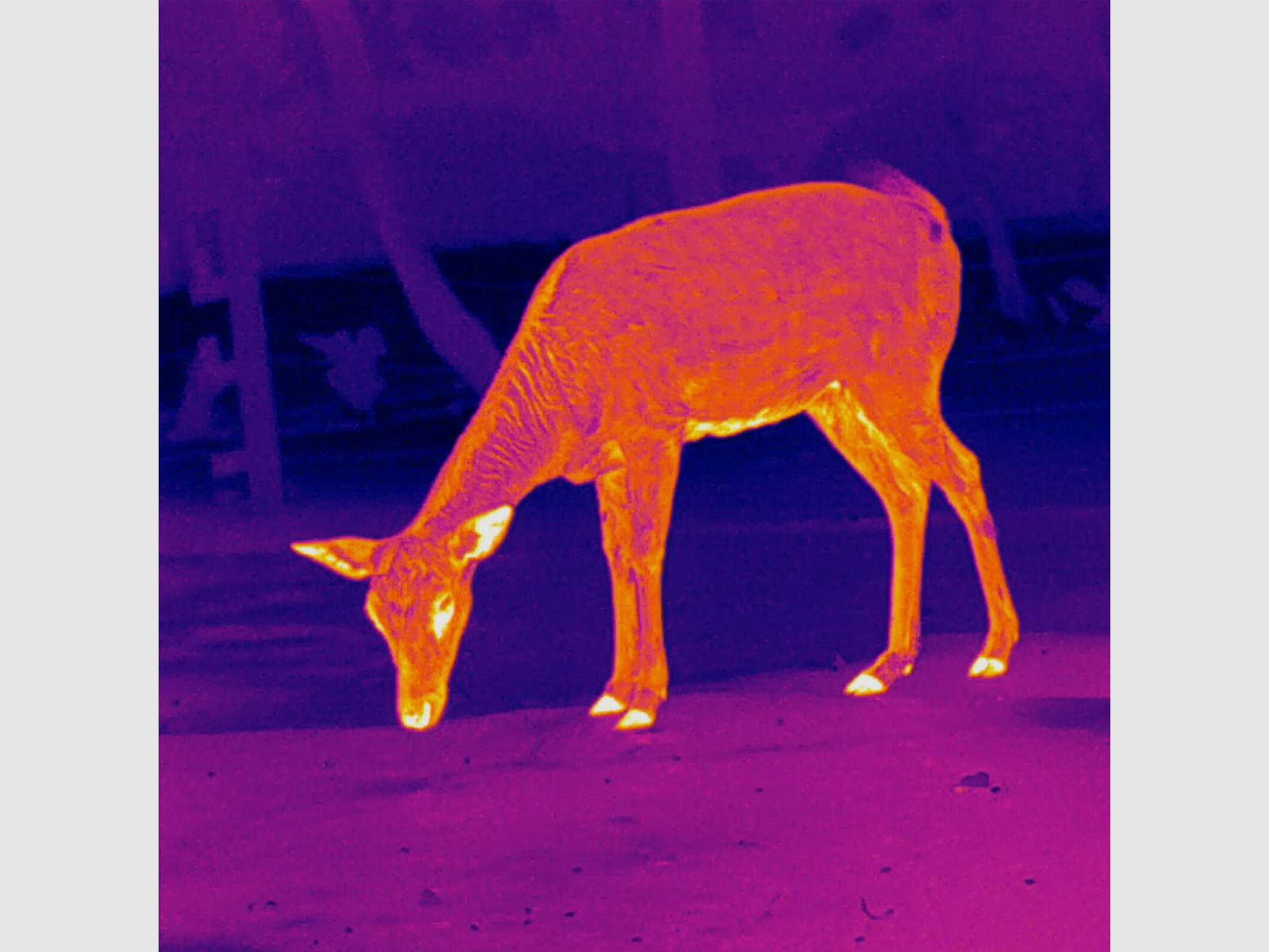 PARD PARD Predator 640 LRF warmtebeeld voorzetapparaat